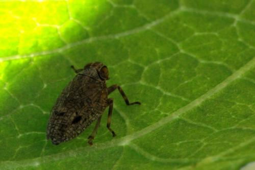 Issus sp.