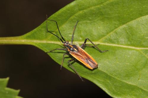 Réf. 135 534 : Leptopterna dolabrata