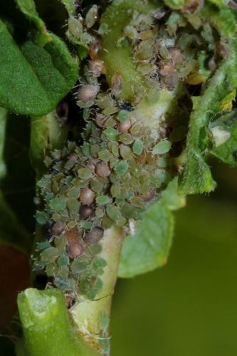 Aphis grossulariae