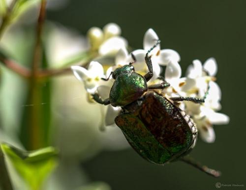 Gnorimus nobilis