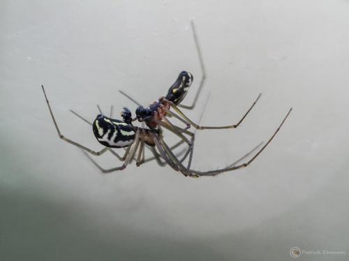 Neriene radiata