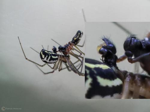 Neriene radiata