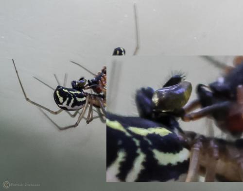 Neriene radiata
