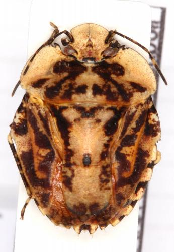 Réf. 135 618 : Discocephalinae inconnu