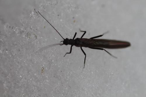 Leuctra sp.