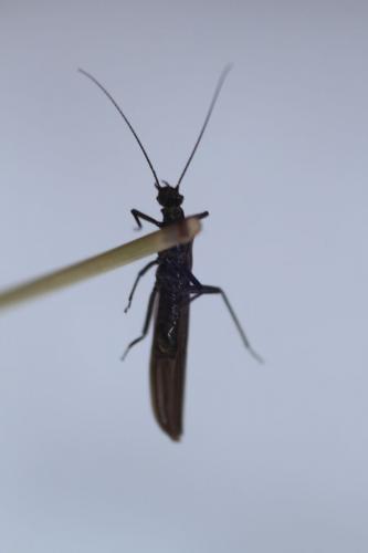 Leuctra sp.