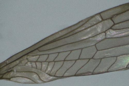 Leuctra sp.