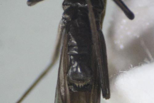 Leuctra sp.