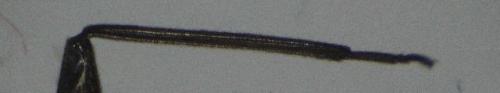 Réf. 135 538 : Leuctra sp.