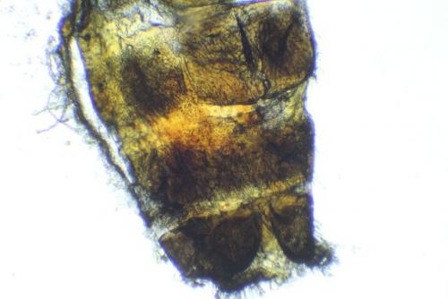Leuctra sp.