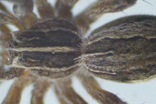 Pisaura mirabilis