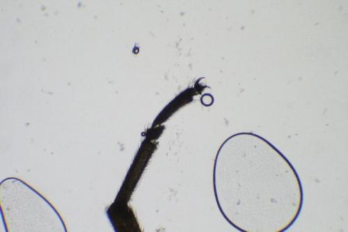 Leuctra sp.