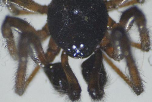 Réf. 135 819 : Steatoda bipunctata