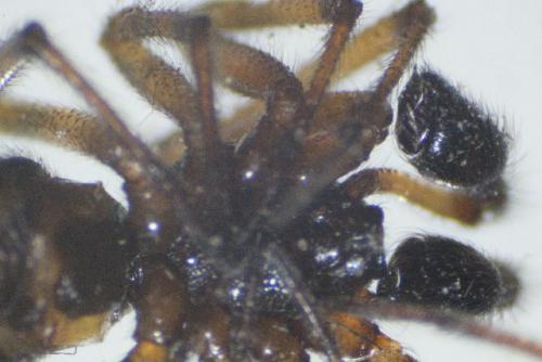 Steatoda bipunctata