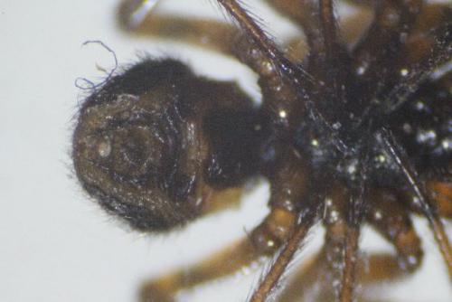 Steatoda bipunctata