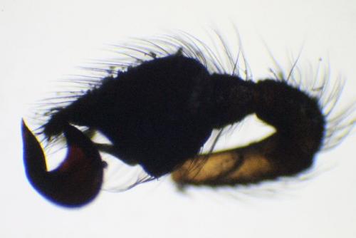 Steatoda bipunctata