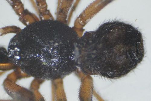 Steatoda bipunctata