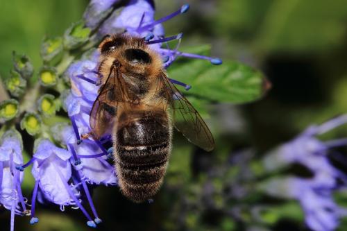 Réf. 135 362 : Apis mellifera