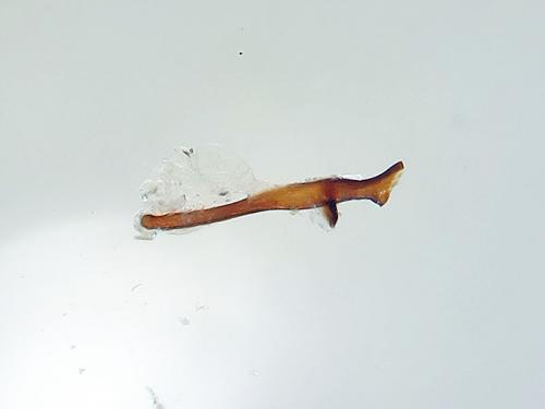 Réf. 135 454 : Theria primaria