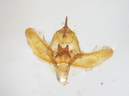 Réf. 135 455 : Theria primaria