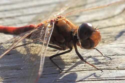 Sympetrum striolatum