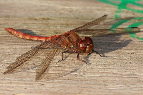Sympetrum striolatum