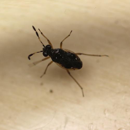 Réf. 135 619 : Chartoscirta cocksii