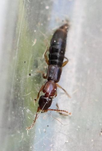 Sunius sp.