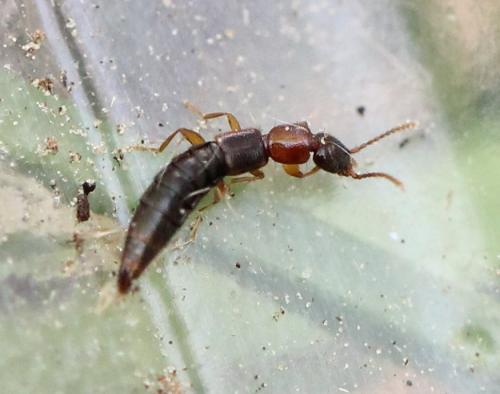Sunius sp.