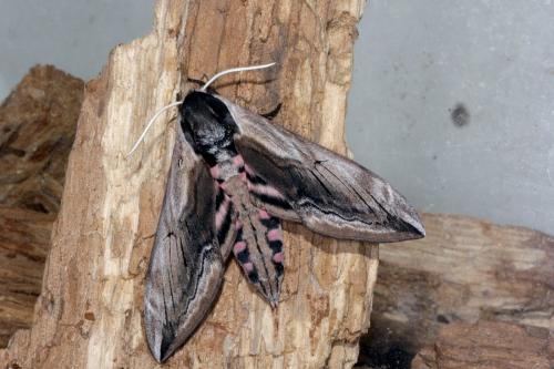 Réf. 135 727 : Sphinx ligustri