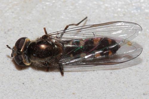 Meliscaeva auricollis