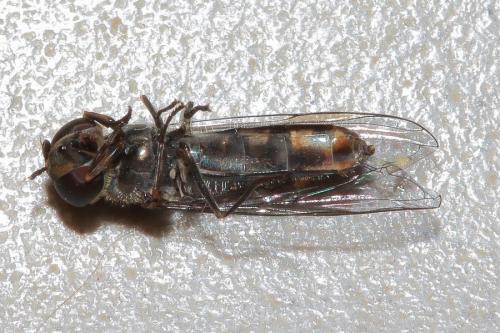 Meliscaeva auricollis
