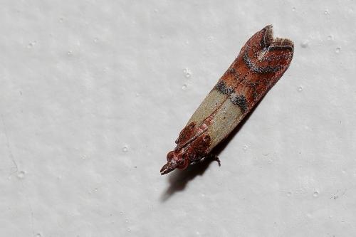 Réf. 135 286 : Plodia interpunctella