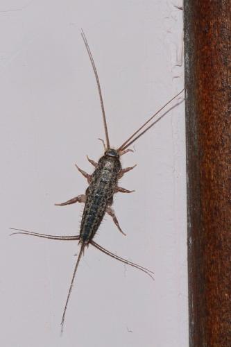 Ctenolepisma lineata