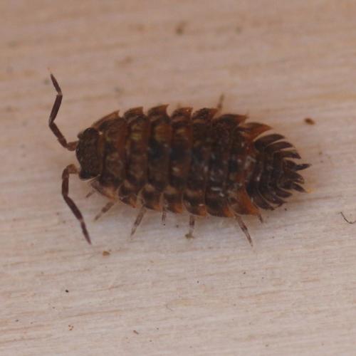 Oniscus asellus