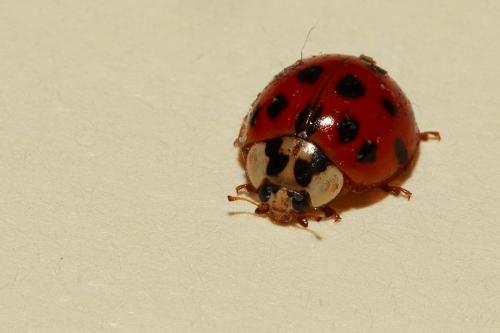 Harmonia axyridis