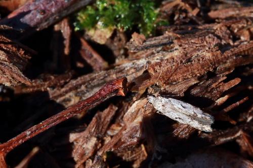 Carpatolechia decorella