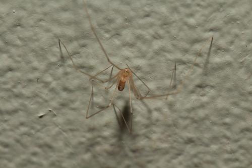 Pholcus phalangioides