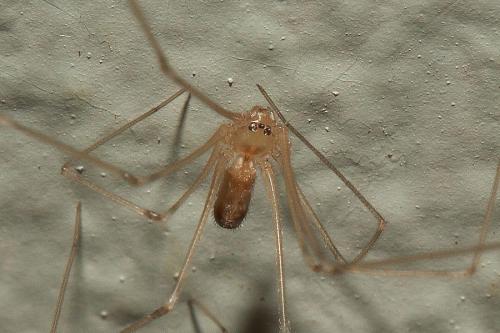 Réf. 135 760 : Pholcus phalangioides