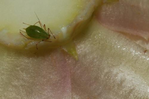 Réf. 135 839 : Macrosiphum sp.