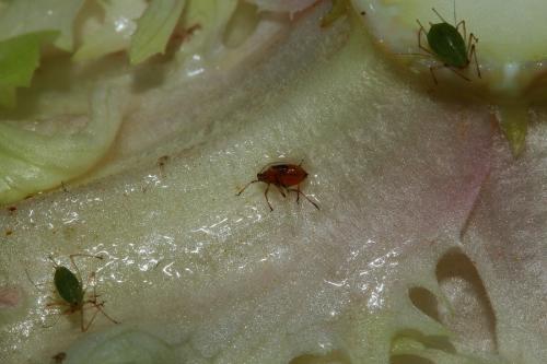 Macrosiphum sp.