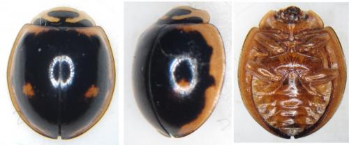 Réf. 135 738 : Cheilomenes sexmaculata