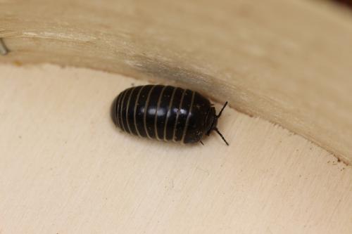 Glomeris marginata