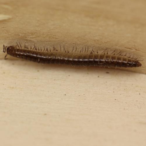 Réf. 135 070 : Chordeuma sp.