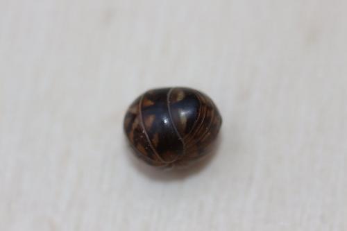 Glomeris intermedia