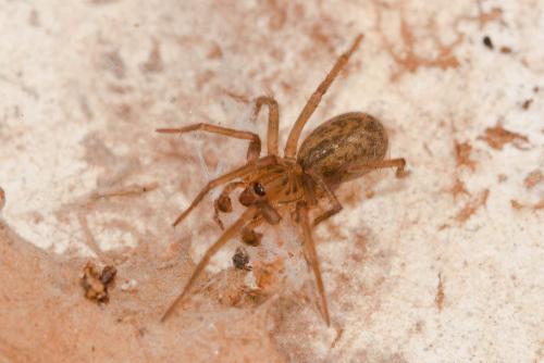 Réf. 135 965 : Agroeca sp.