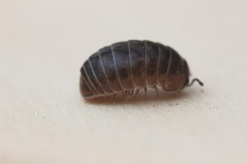 Protoglomeris vasconica