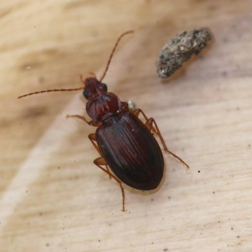 Ocys (harpaloides-tachysoides)