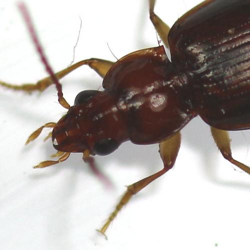 Ocys (harpaloides-tachysoides)