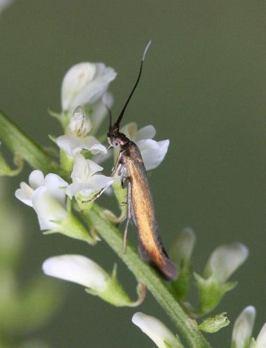 Coleophora sp.